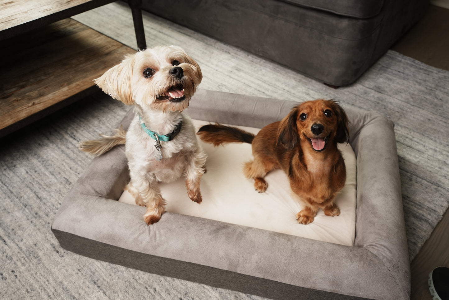 The Boujee Pet Company