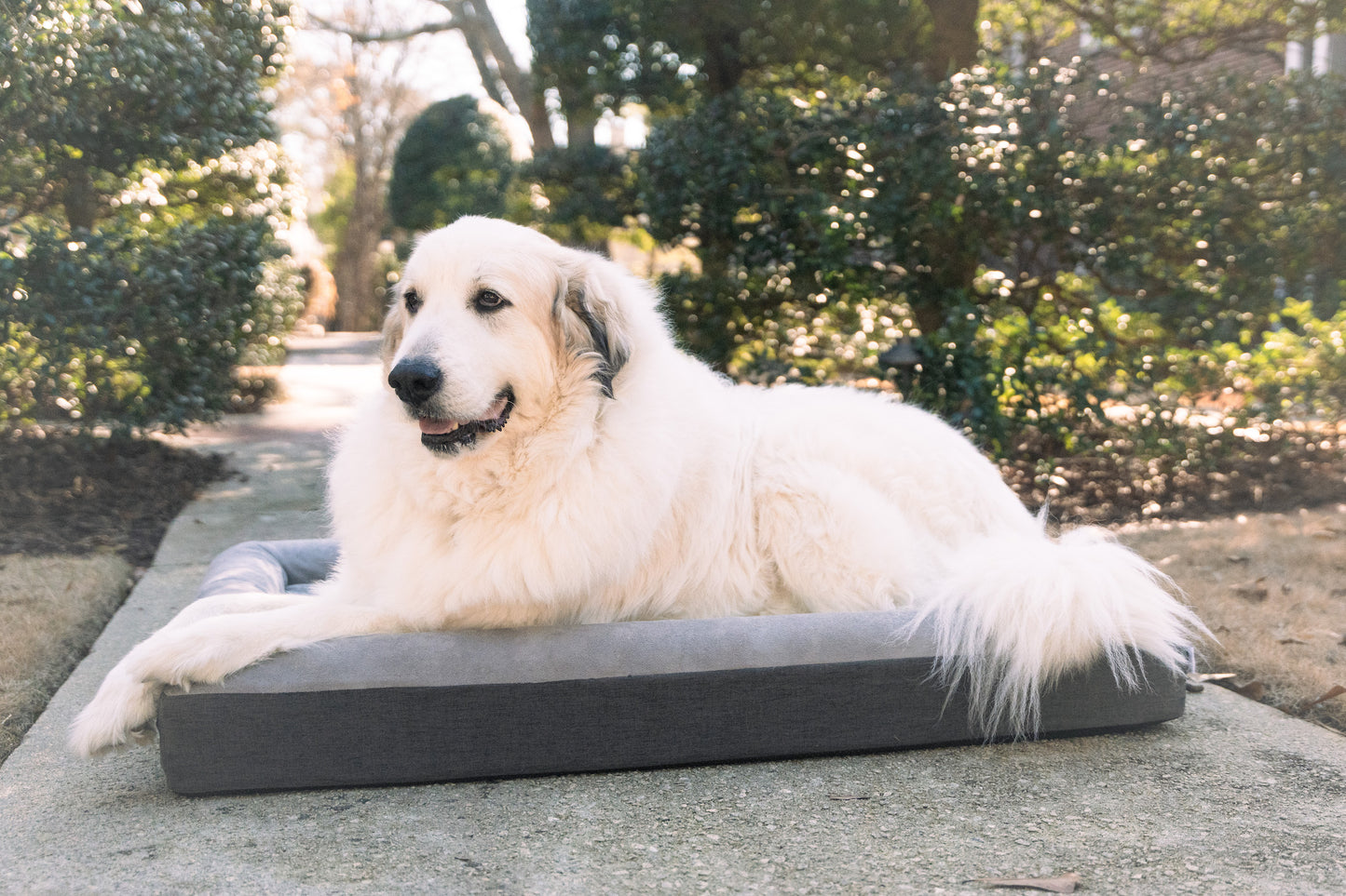 The Boujee Pet Bed