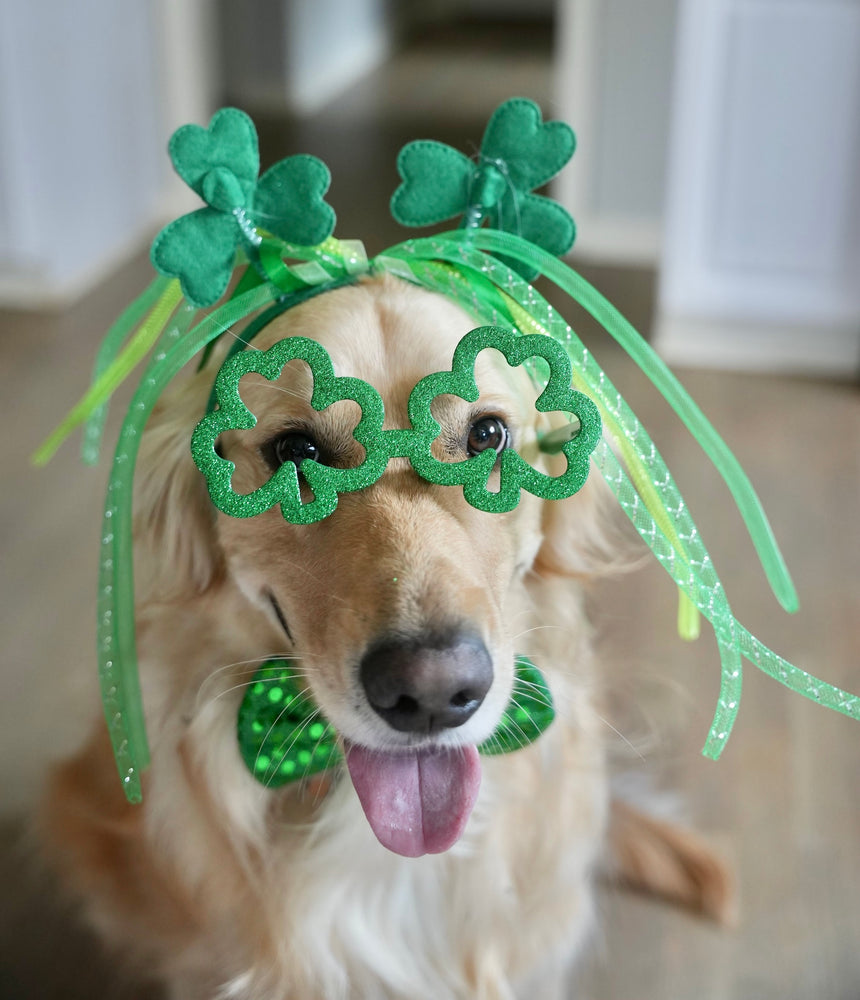 5 ways to celebrate St. Patrick's Day with your dog