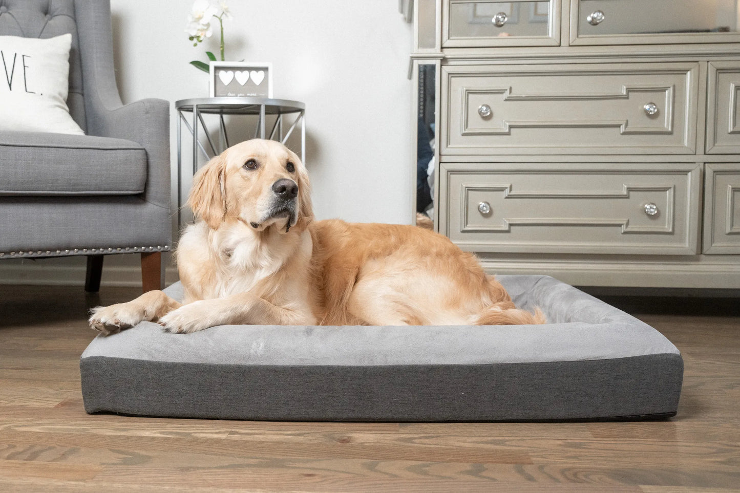 Pet Resting on The Boujee Pet Bed - Orthopedic Memory Foam with Washable Cover