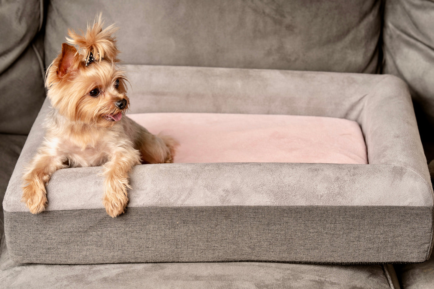 The Boujee Pet Company