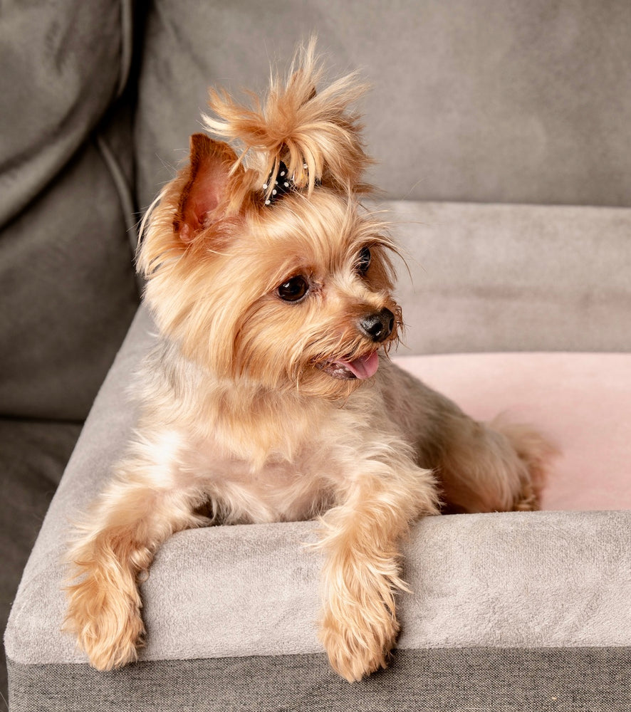 The Boujee Pet Company