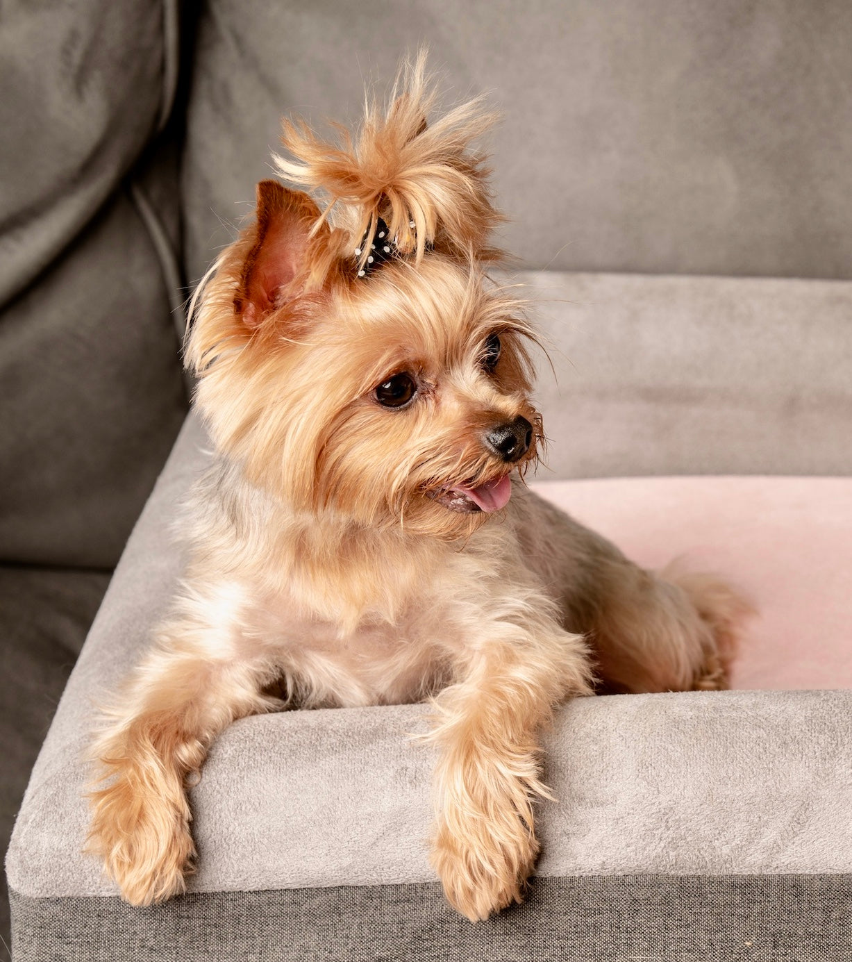 The Boujee Pet Company