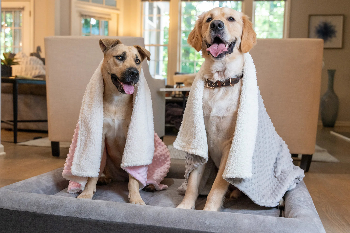 Boujee Pet Blanket + luxury orthopedic pet bed in modern home